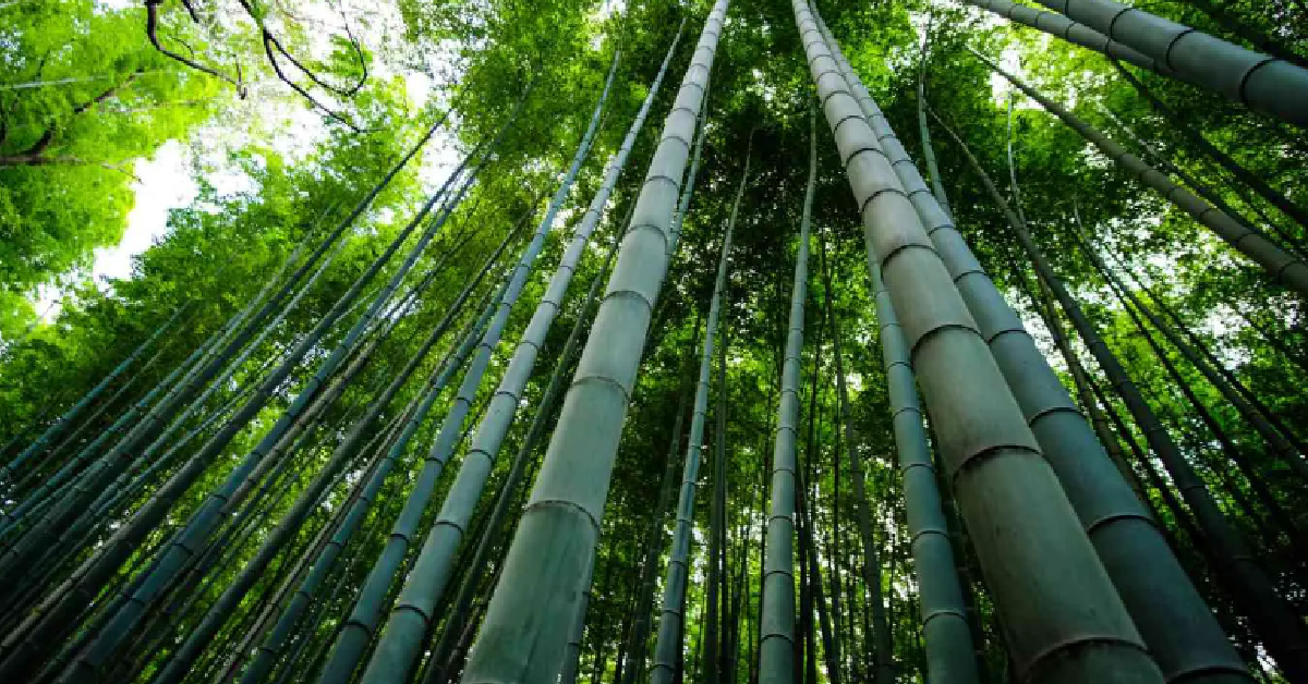 Bamboo Fabrics: The Eco-Friendly and Sustainable Alternative