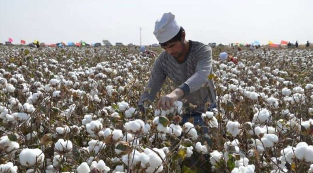 The Ethical Imperative of Avoiding Chinese Cotton: A Moral Stand against the Uyghur Crisis